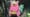 Slowbro Pokemon card from Pokemon Pitch Black set